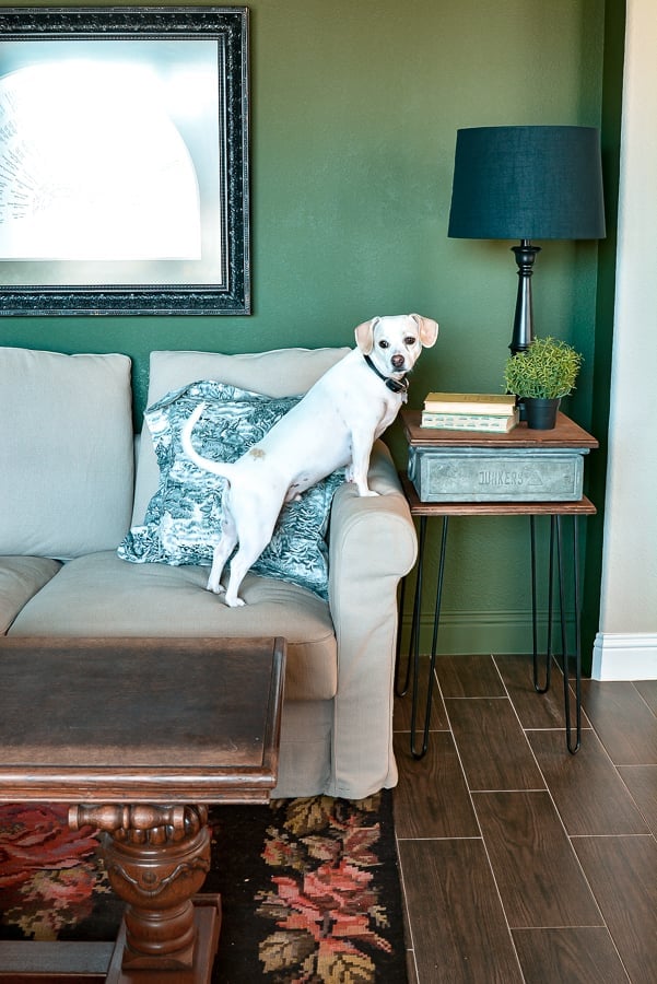 Wood and metal side table on black hairpin legs beside a sofa in a green living room, with a small white dog on the sofa