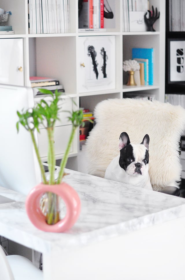 White IKEA desk with faux gray marble adhesive top, pink ring vase with bamboo and a French bulldog on a fur covered chair